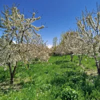 چندین قطعه زمین در روستای جبدرق بفروش میرسد
