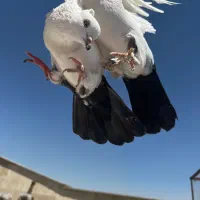 دو جفت کفتر رنگی|پرنده|کرج, شهرک کوثر|دیوار