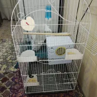 عروس هلندی نر اماده|پرنده|گلستان (تهران), |دیوار