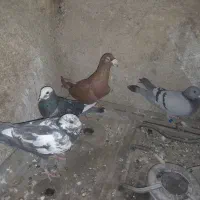 4 عدد کفتر 3 نر یک ماده 4تاش 900