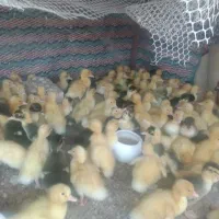 جوجه مرغابی 10روزه  دانه 90