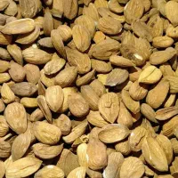 مغز بادام شاهرودی ۷ ۸ زرین