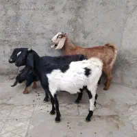 3عددبزپاکستانی زایده وابستن شکم اول|حیوانات مزرعه|اراک, |دیوار