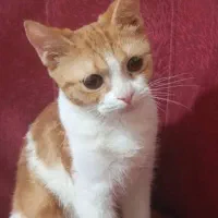واگذاری گربه