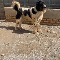 سگ نر قدرجونی درجه یک