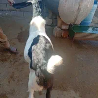 بز نر میش|حیوانات مزرعه|اندیمشک, |دیوار