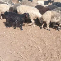 بز وکهره|حیوانات مزرعه|سمیرم, |دیوار