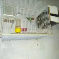 کوتوله برزیلی مرغ و عروس هلندی ومرغ وخروس