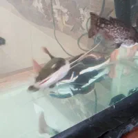 رتیل و کت چوبی