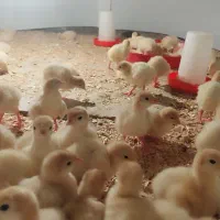 جوجه بوقلمون نژاد بی یو تی|حیوانات مزرعه|تهران, فردوسی|دیوار