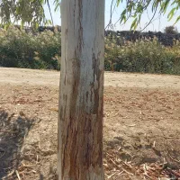 خرید درخت اکالیپتوس مورد|خدمات باغبانی و درختکاری|اهواز, پادادشهر|دیوار