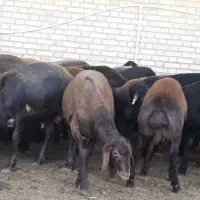 بره نر چاق