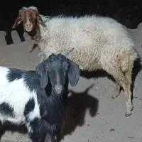 بزغاله و گسفند