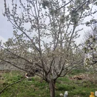 خواهان باغ گیلاس