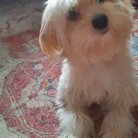 واگزاری پت خونگی|سگ|بندر انزلی, آخرخط|دیوار