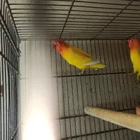 جفت کوتوله برزیلی|پرنده|برازجان, |دیوار