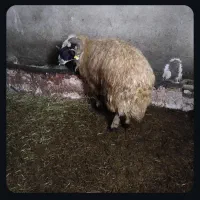 فروش قوچ اصل1ساله|حیوانات مزرعه|بازرگان, |دیوار