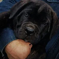 سگ کنکورسو گارد و نگهبان