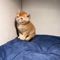 پسر بریتیش مو کوتاه گلد جینجر (پاستیل صورتی)