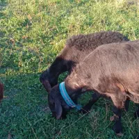 قوچ قره قزل اصل پرکلاغی