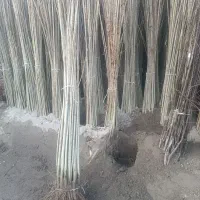 نهال صنوبر سفید صنعتی هر عددی ۷ هزار تومان