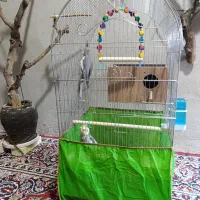 یک جفت گیرینچیک فروشی. بازیگوش|پرنده|اقبالیه, |دیوار