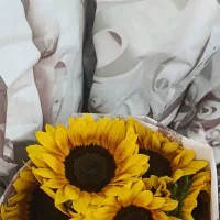 گل افتاب گردان شاخه بریده گل افتاب گردون گل رز