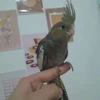 عروس هلندی ماده۲ماهه|پرنده|شهریار, شهرک مصطفی خمینی|دیوار