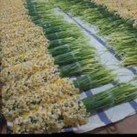 گل نرگس خفر