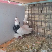 طوقی .خوشرنگ .دوکتی|پرنده|فلاورجان, |دیوار