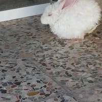 خرگوش خانگی خوشکل