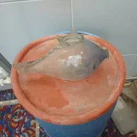 جا میوه شیرینی نو ...|ظروف سرو و پذیرایی|گرگان, |دیوار