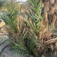 فروش پاجوش پیارم|گل و گیاه طبیعی|ایرانشهر, |دیوار