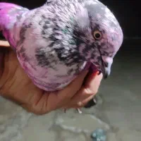 باخت دادم...قیامدشت کوچه ۲۳