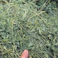 خریداریونجه وعلف