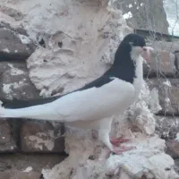 کبوتر رنگی و هفترنگ