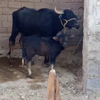 حیوانات مزرعه