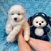 سگ سامویید|سگ|تهران, شهرک آزمایش|دیوار