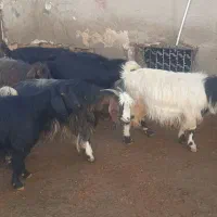 ۷ رس بز|حیوانات مزرعه|هرسین, |دیوار