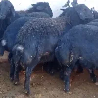 بره قوچ های موفر|حیوانات مزرعه|باروق, |دیوار