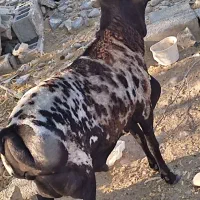 فروش قوچ ومیش سومالی