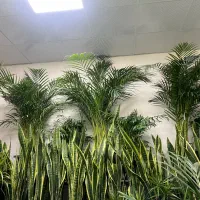 نخل اریکا|گل و گیاه طبیعی|تهران, شهرک شهید باقری|دیوار