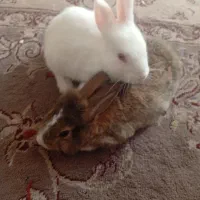 بچه خرگوش ۴عدد