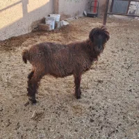بره ماده سبک وزن