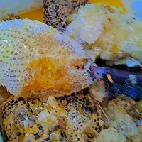 عسل طبیعی