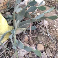 کاکتوس تزئینی خود رو