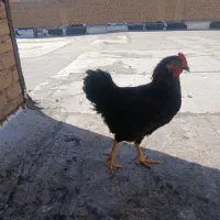 خروس جوان
