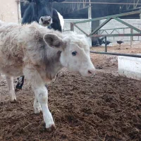 گوساله ماده