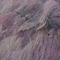 جارو رسیده وخشک|لوازم نظافت|نورآباد, |دیوار