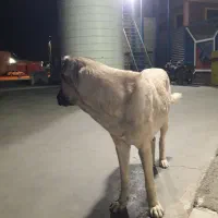 سگ سرابی ماده